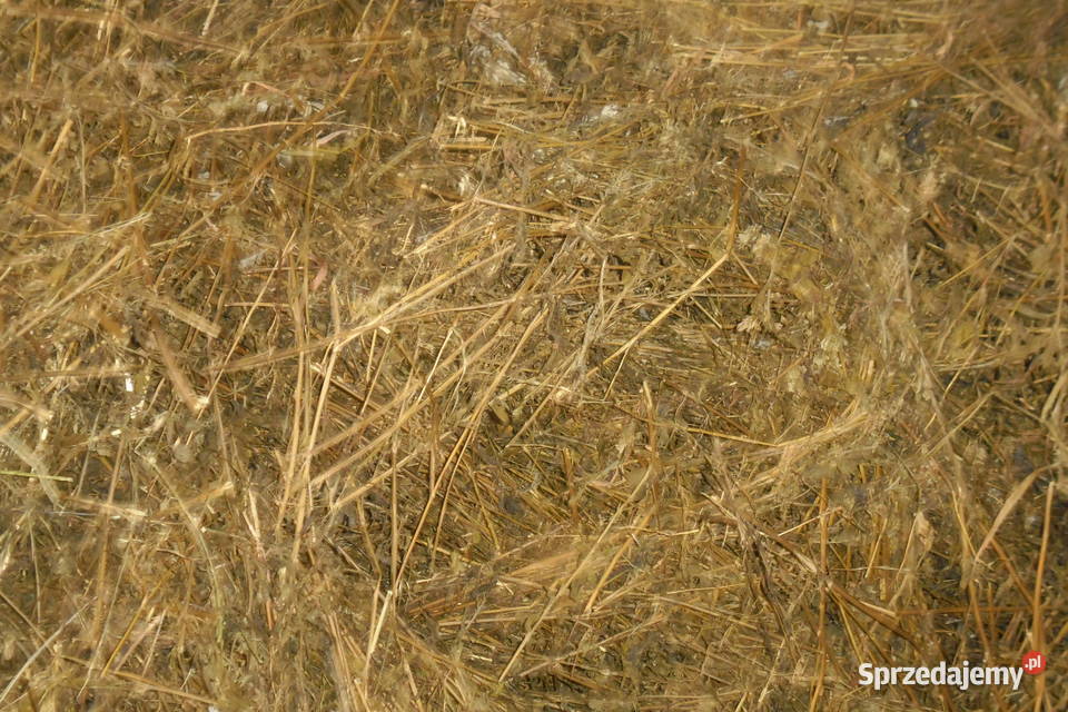 Kiszonka z lucerny baloty