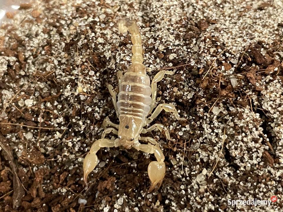 Scorpio maurus palmatus Gliwice sprzedam