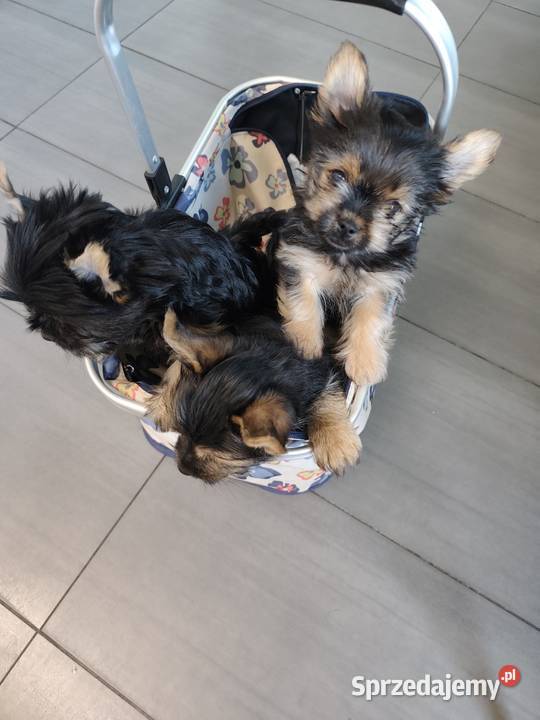 York terrier pieseki