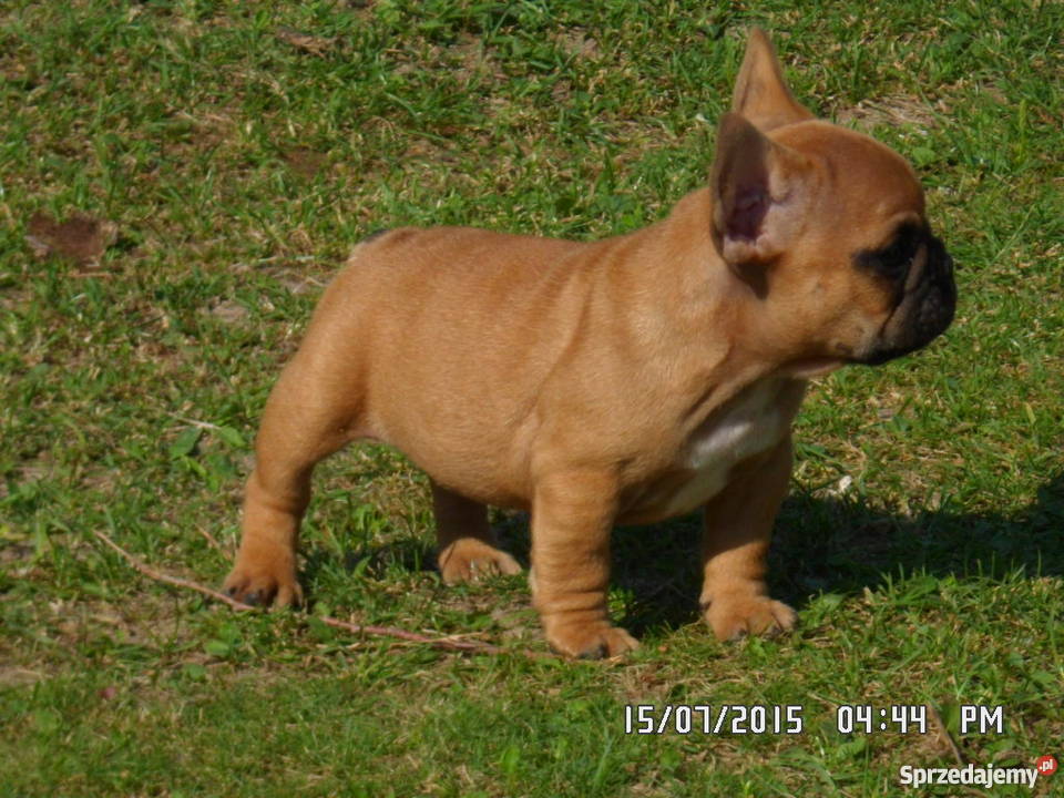 Buldog Francuski rodowód FCI ZKwP Świdnik