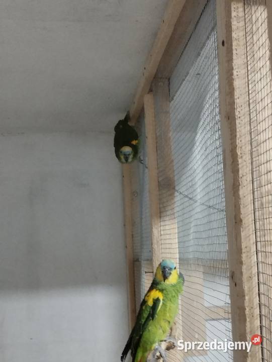 Amazonki niebieskoczelne Busko-Zdrój