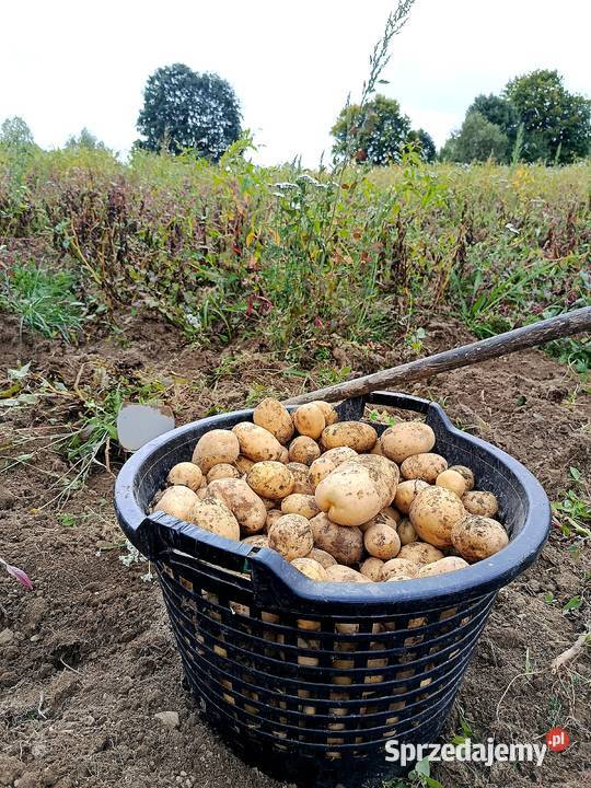 Ziemniaki naturalne na Oborniku Rajcza
