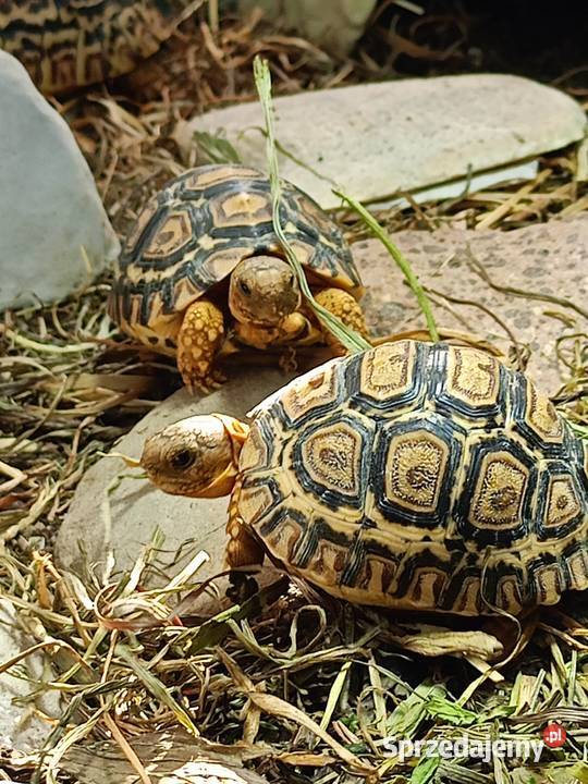 żółw lądowy żółw lamparci żółwie Gady i płazy Białystok