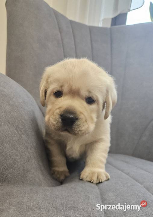 Labrador retriever Zkwp FCI Lgota Mała sprzedam
