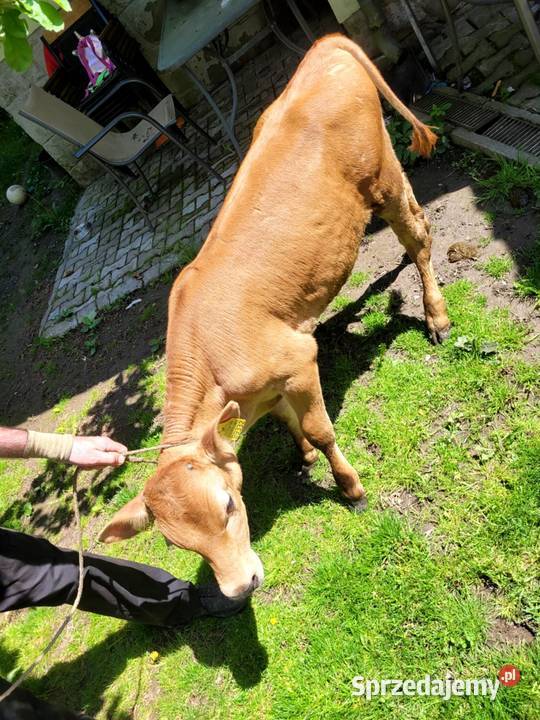 Sprzedam byczka Mszana Górna