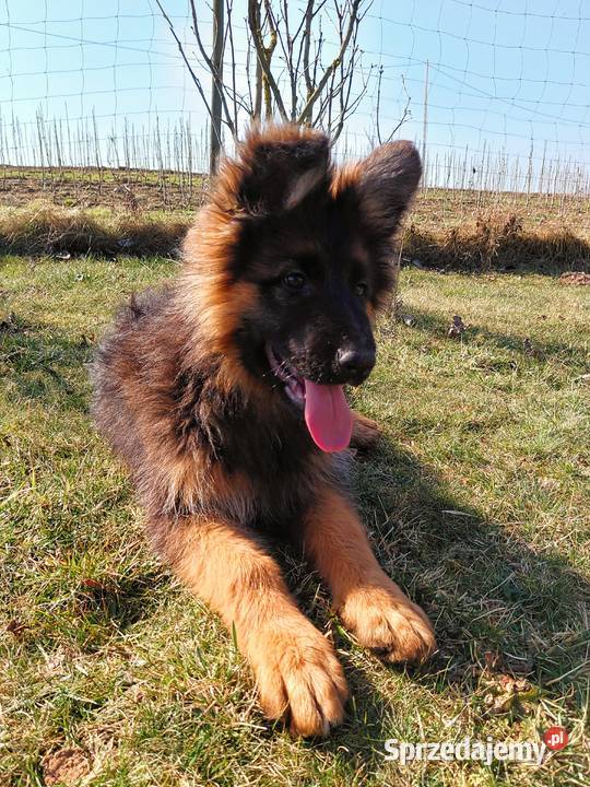 Szczenięta Owczarek Niemiecki Długowłosy kujawsko-pomorskie Grzęby