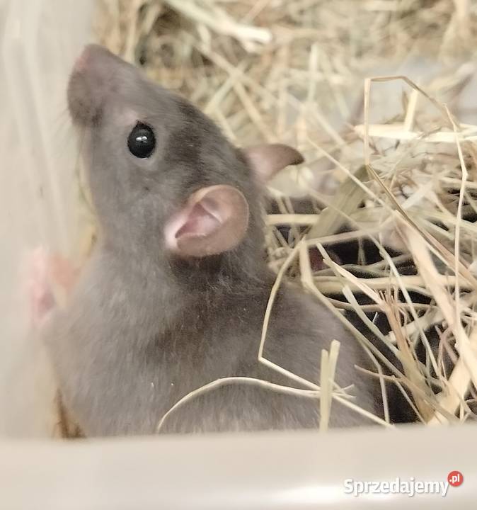 Szczur Szczury Szczurki Młode Bydgoszcz