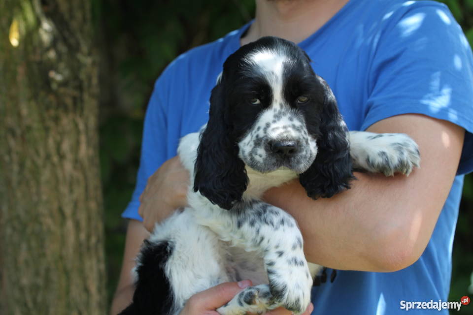 Springer Spaniel Angielski szczeniaki DO ODBIORU Wrocław