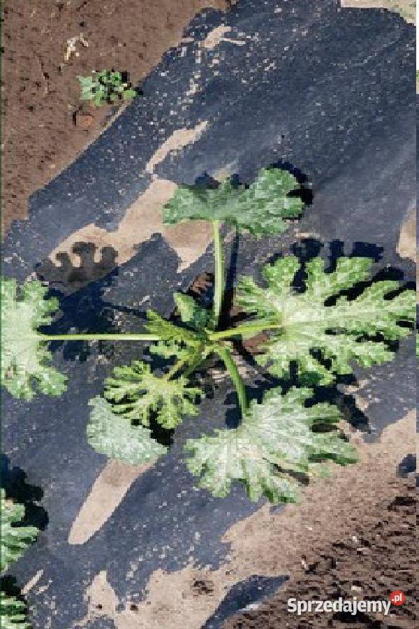 Folia Do Ściółkowania Biodegradowalna EKO Pozostałe Skwierzyna