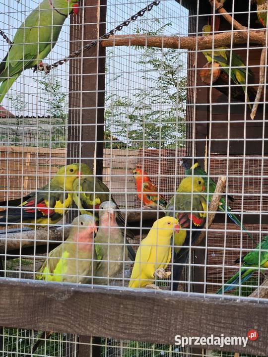 Sprzedam papugi roznego gatunku