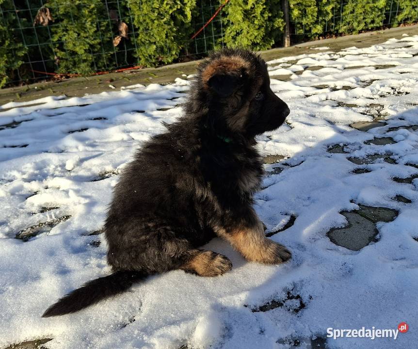 owczarek niemiecki długowłosy Owczarek Długołęka