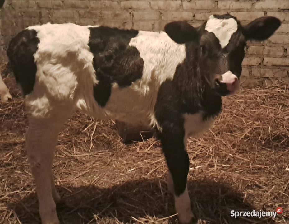 Sprzedam cielątko jałóweczke Pilica