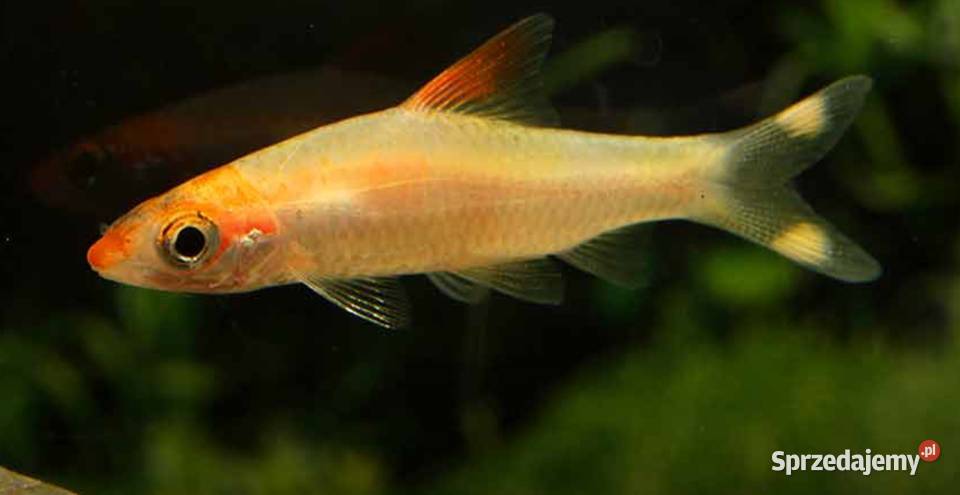 Brzanka Denisona odmiana GOLD Sahyadria Gdańsk sprzedam