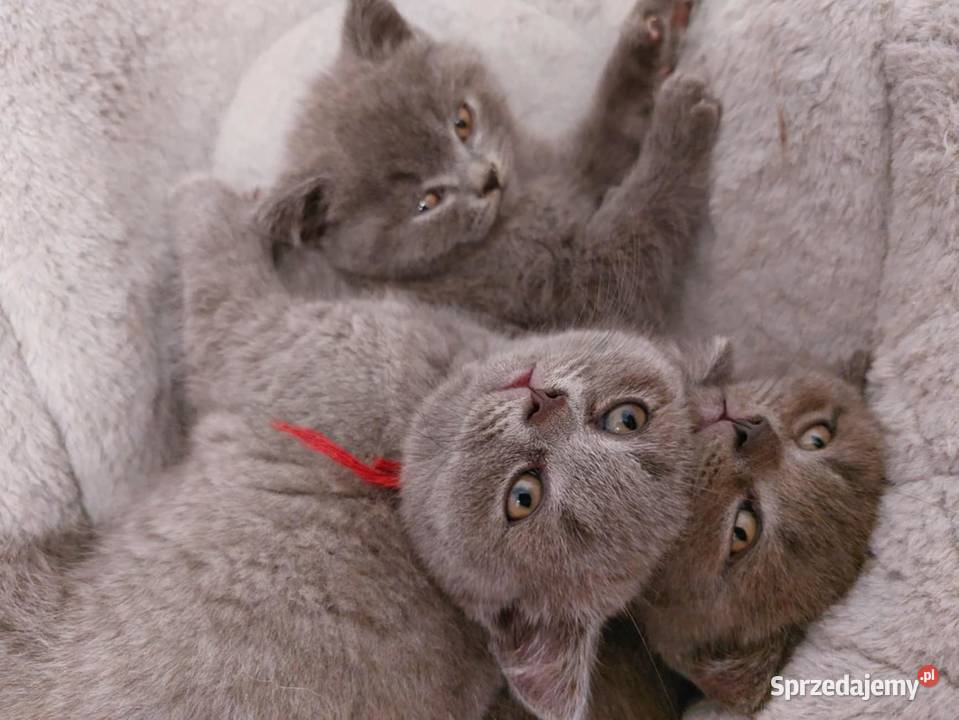 kotki brytyjskie lubelskie Rejowiec
