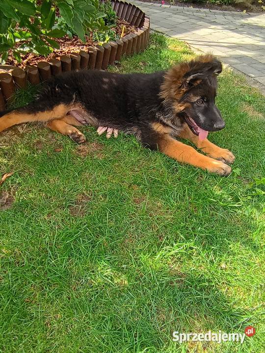 Owczarek niemiecki Konin