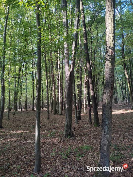 Działka leśna las 1zł/m2 Żabno