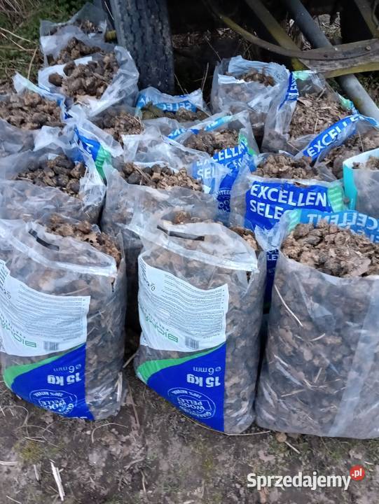 Obornik koński Grzybno