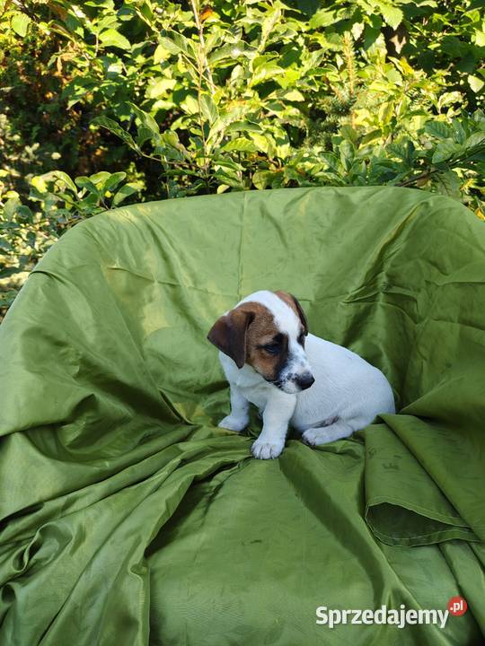 Wzorcowy Jack Russell terrier Doskonała budowa