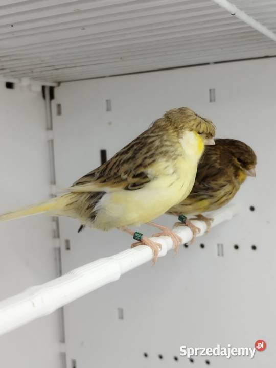 Kanarki Gloster samce 26 r Gostyń sprzedam