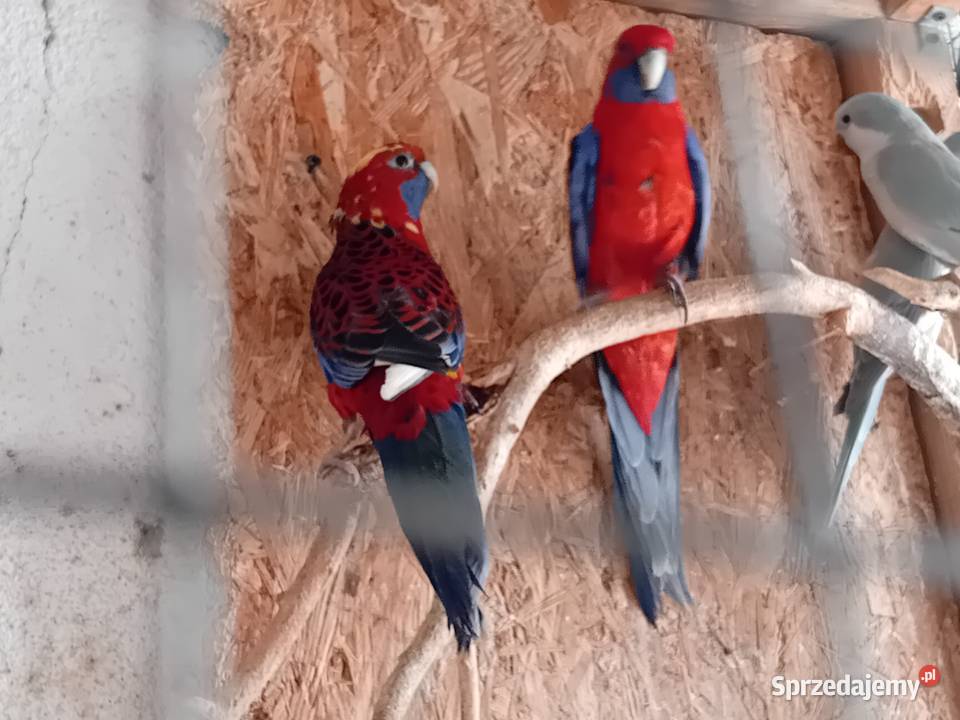 Rozelke królewskie para legowa Przeworsk