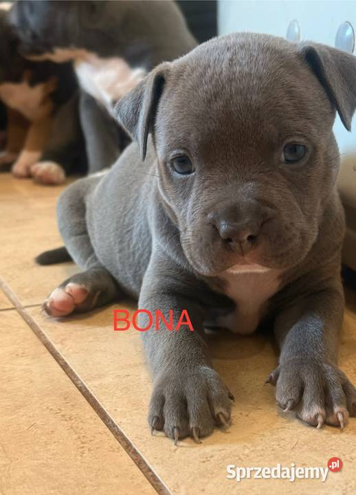 Amstaff Zapraszamy do rezerwacji Szczenięta o Zwierzęta Sarnowo sprzedam