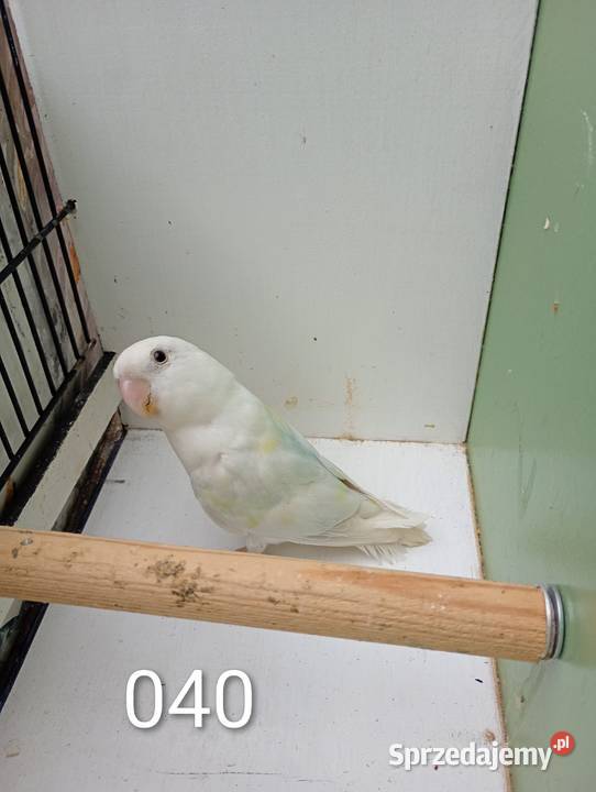 Nierozłączki Niewiesze