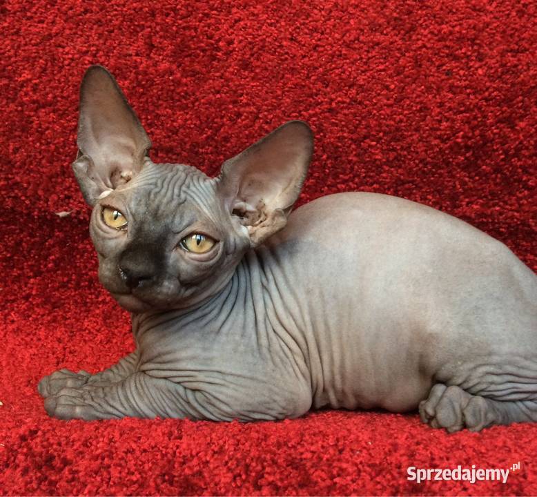 Przepiękna koty Płatna Adopcja Wwa Sosnowiec Warszawa