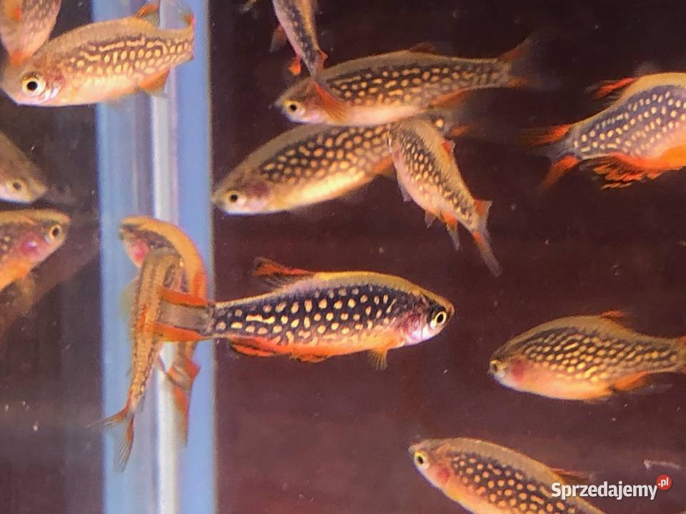 Rozbora Galaxy Danio łódzkie Justynów
