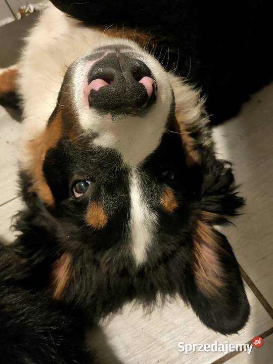 Berneński pies pasterski 4 pieski Zaścienie