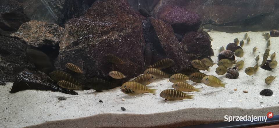 Tropheus sp Crescentic Mkuyu podkarpackie Baligród