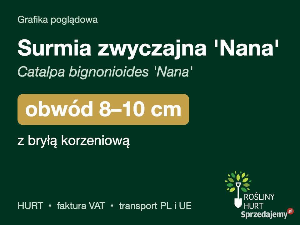 Surmia zwyczajna Nana obwód 810 z bryłą HURT