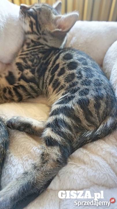 Rodowodowe koty rasy bengalskiej śląskie Bielsko-Biała