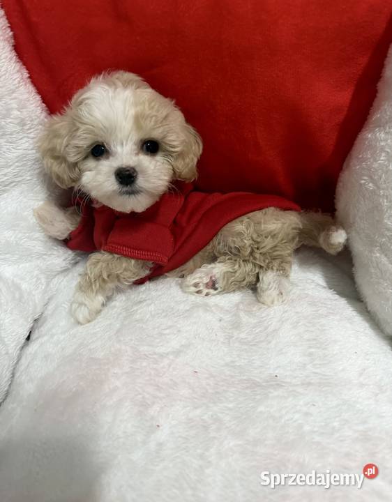 Maltipoo malutki chłopiec gotowy do odbioru małopolskie Wadowice