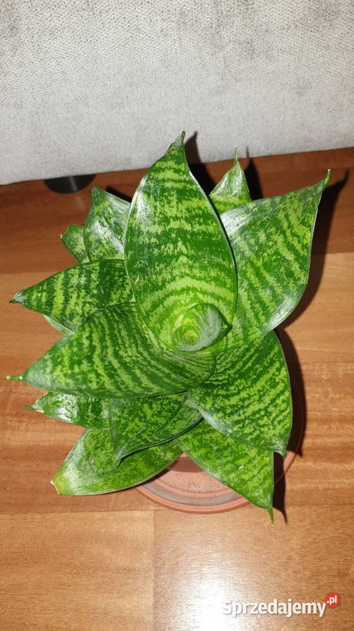 Sansewieria sansa niska kwiat rosnący Warszawa