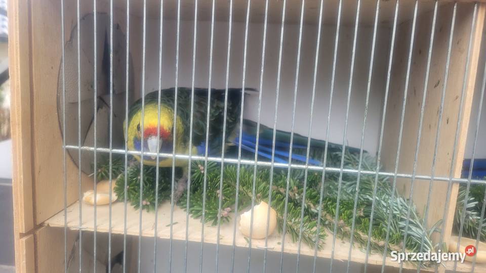 Rozella kaledońska samica Wieliczka