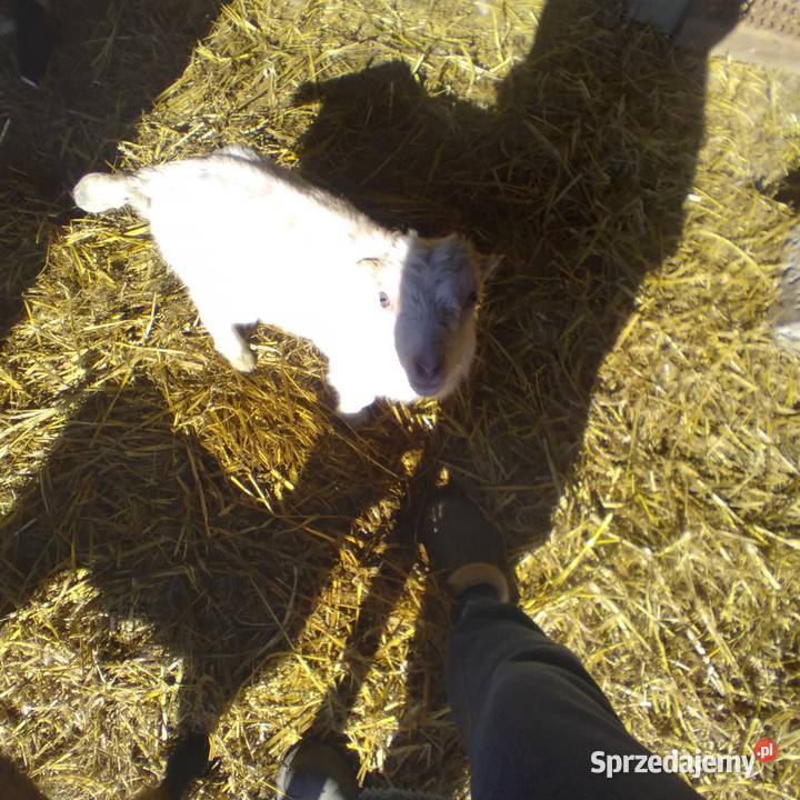 koziołek dwu miesięczny rasy lamacza lubelskie Biszcza