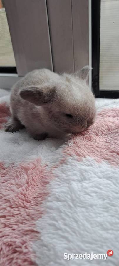Króliczki mini lop Miejska Górka