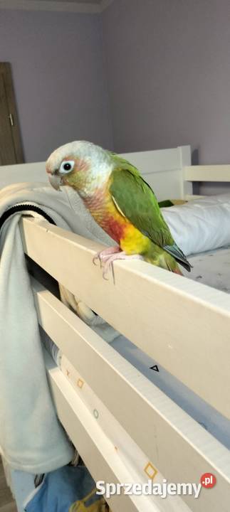 Rudosterka zielonolica