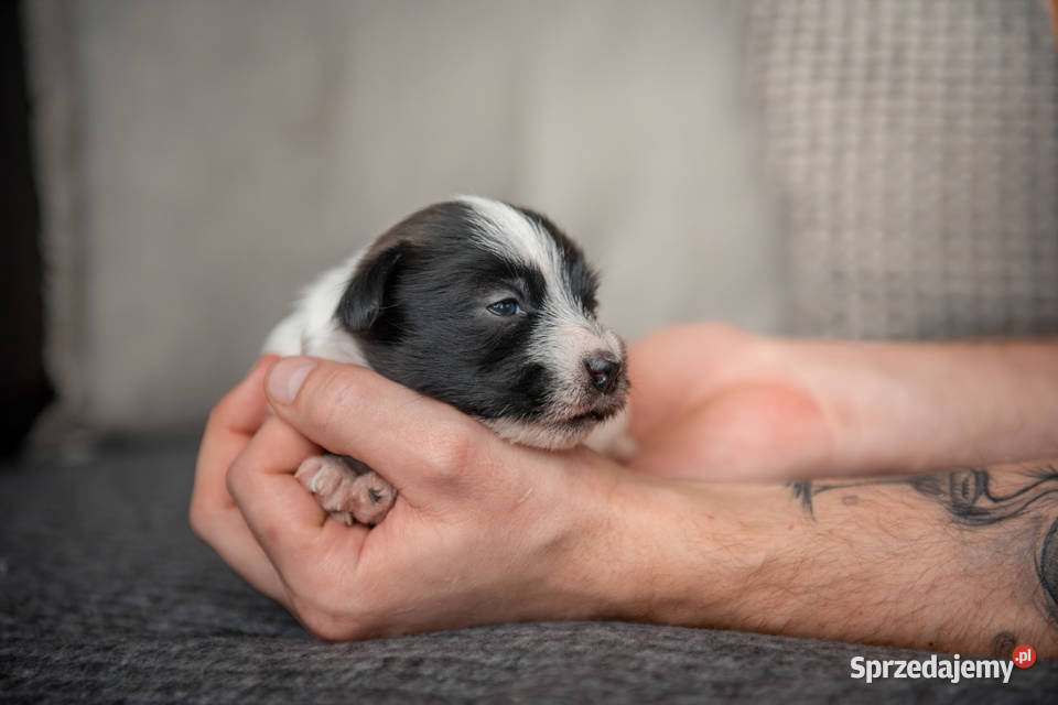 Szczenięta Jack Russell Terrier ZKwP czarnobiałe sprzedam