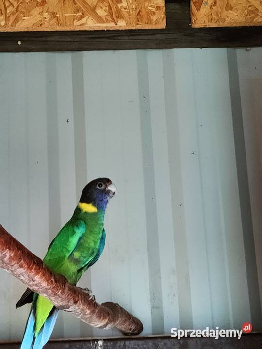 Sprzedam samca rozeli królewskiej z 2024 samicę Lipa sprzedam