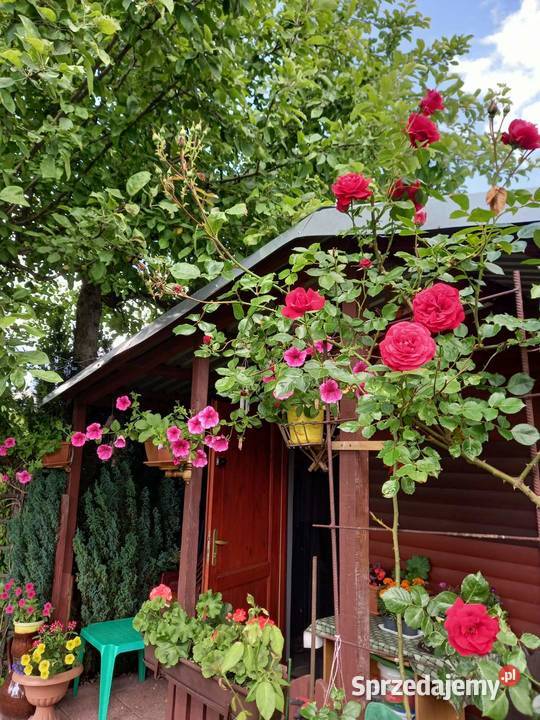 Działka ROD 300 m2 sprzedam