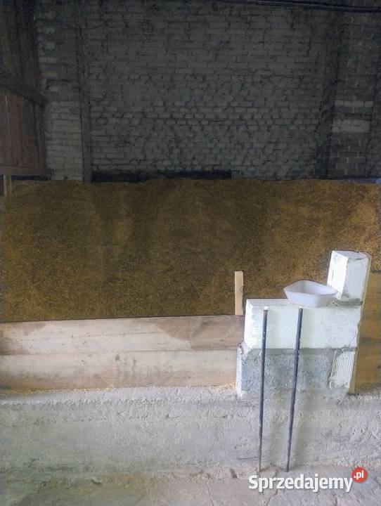 Sprzedam owies Ostrów Lubelski sprzedam