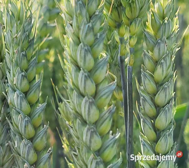 Pszenica ozima ESSA Top Farms Lipno