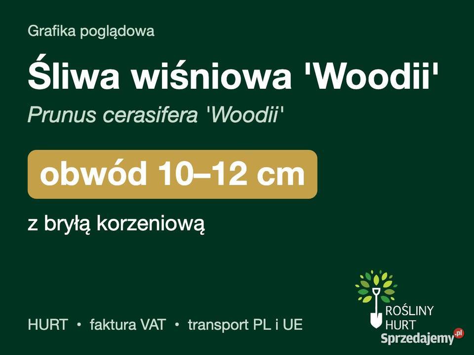 Śliwa wiśniowa Woodii obwód 1012 z bryłą HURT sprzedam