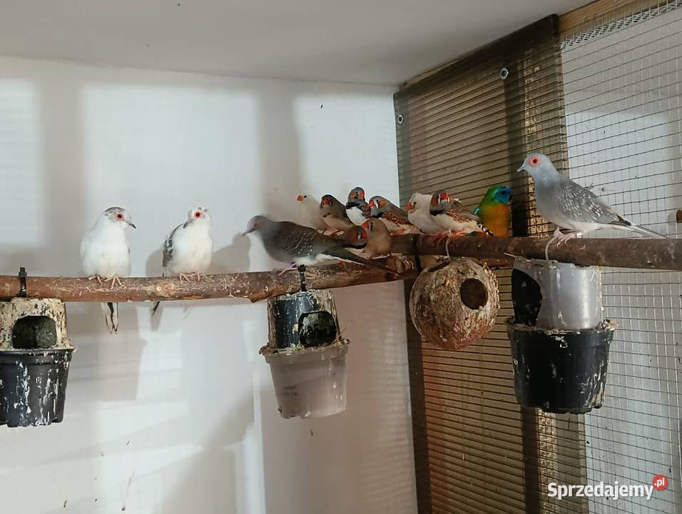 Gołąbki diamentowe sprzedam