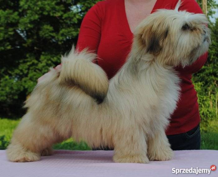 LHASA APSO kuzyn shih tzu Już do odbioru Hodowla Mysłowice
