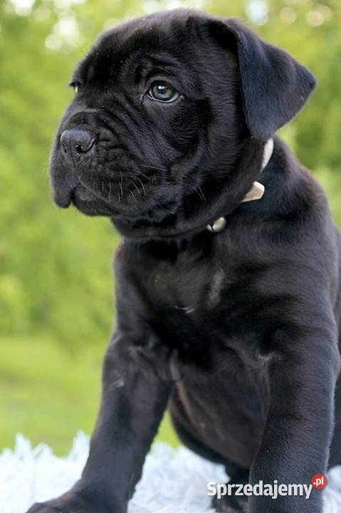 Cane corso szczeniaki ZKwPFCI Nowotaniec