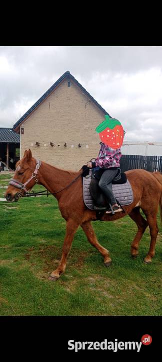 Sprzedam klacz profesor Ligota Turawska