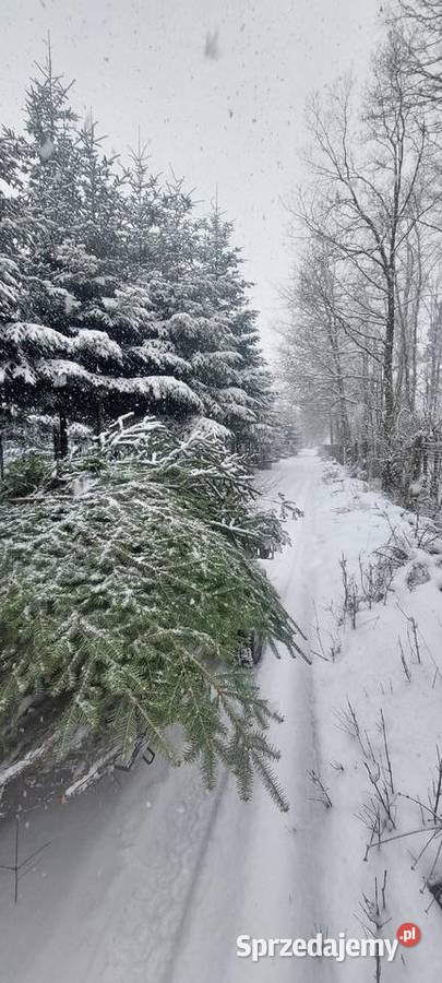 Stroisz jodłowy jodła pospolita gałęzie