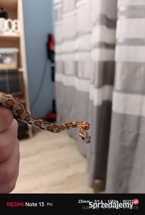 Sprzedam węża zbożowego Blachownia sprzedam